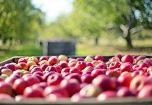 ODA accepting specialty crop grant proposals apples