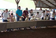 Ohio 4-H leaders focus on back-up plans, engagement as uncertainty lingers Youth stand behind a table with market ducks in a show ring.