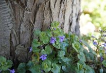 How to treat seasonal allergies with wild herbs ground ivy