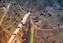 Vernal pools are home to amphibian life during spring vernal pool