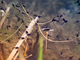 Vernal pools are home to amphibian life during spring vernal pool