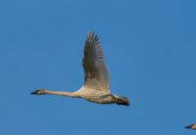 Trumpeter swans impressive in the sky Trumpeter swans