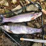 Ohio to begin release of rainbow trout March 12 trout