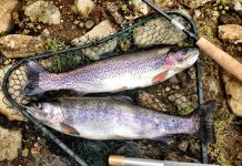 Ohio to begin release of rainbow trout March 12 trout