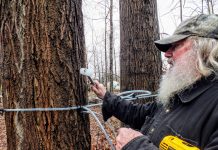 It’s time to tap maple trees at Misty Maples Sugar House