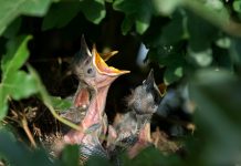 How to return a baby bird to its nest hatchlings