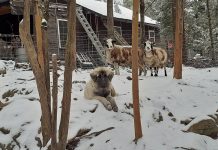 Teach livestock guardian dogs to use their imaginations livestock guardian dog in snow