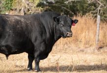 Buy better bulls bull