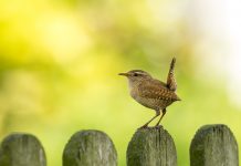 Start of spring only comes once a year wren