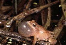 Peepers heard but not seen and hard to ignore spring peeper