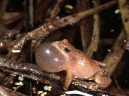Peepers heard but not seen and hard to ignore spring peeper