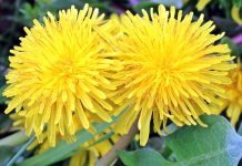 How to harvest and use dandelion roots, leaves and flowers dandelion