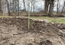 How to plant a blueberry bush blueberry bush cutting