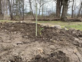 blueberry bush cutting