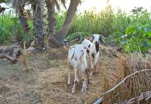 Instead of meat in or meat out, meet in the middle Niger sheep
