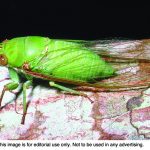 Brood X cicadas coming soon cicadas