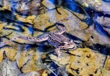 wood frog