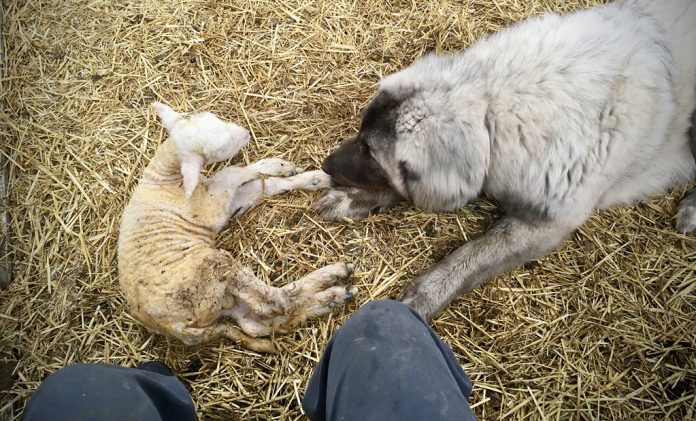 Dog and a lamb