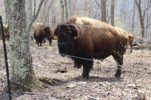 bison by a fence