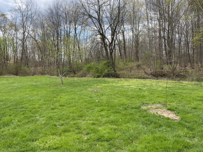 two pear trees, an apple tree and a peach tree