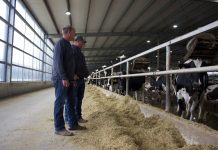Transparency to public, conservation are key at MVP Dairy Two men stand in a barn in front of a pen of Holstein cows.