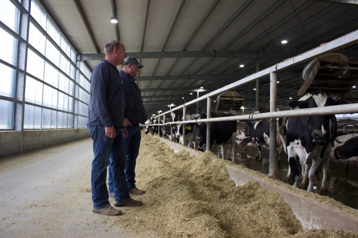 Two men stand in a barn in front of a pen of Holstein cows.