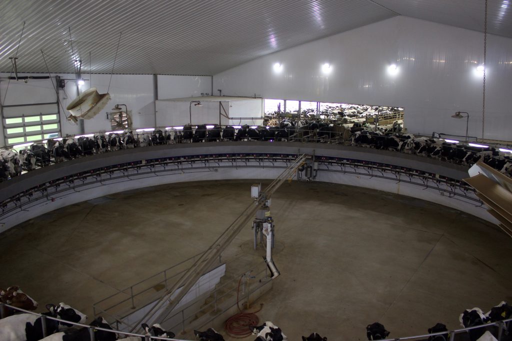 Cows in a milking carousel.