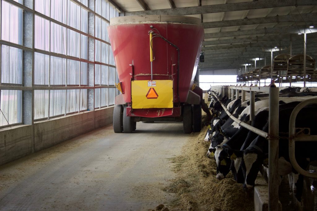 Cows reaching outside their pens to eat.