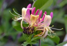 Manage invasive species to keep native plants and wildlife healthy honeysuckle