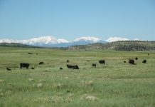 Plenty of options for grazing systems cattle in a pasture