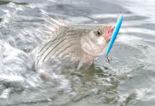 Sometimes overlooked, white bass fun to catch White bass