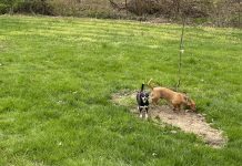 How to get rid of mange in your dog’s coat chiweenies