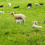 Ohio State launches bid to replace small ruminant specialist Sheep in a green field.