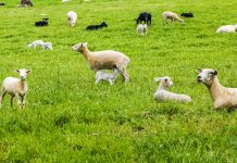 Ohio State launches bid to replace small ruminant specialist Sheep in a green field.