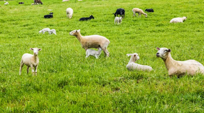 Sheep in a green field.