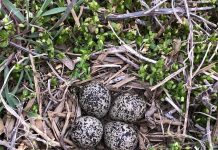 Learn about homes created by critters Killdeer nest