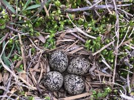 Killdeer nest