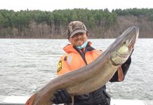trophy-size muskellunge