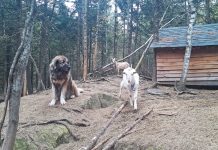 Finding the right jobs for livestock guardian dogs livestock guardian dog goats