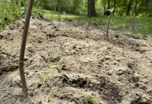 How to grow melons in the Midwest cantaloupe seedlings