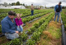 Farm transitions are as much about families as about farms Farmers look over the strawberry crop on their farm.