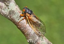Appreciate, don’t fear, the ‘bugs of history’ Brood X cicadas