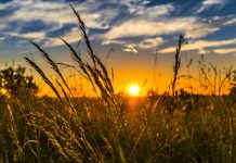 Let’s rewrite the last will of Mr. Farmer field at sunset