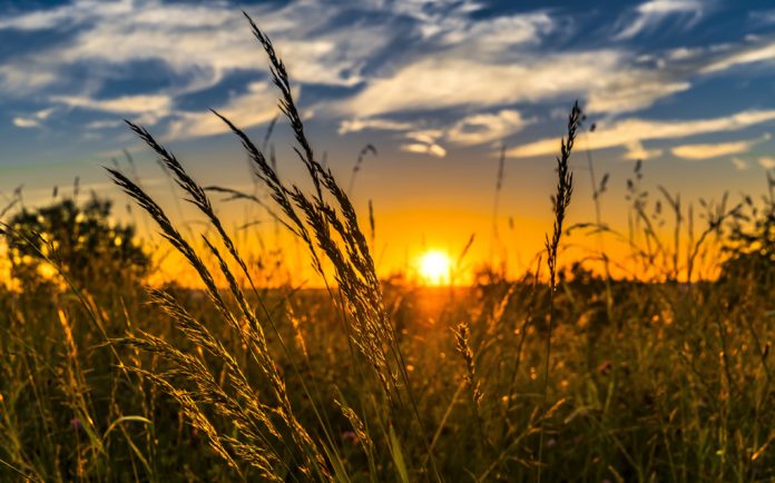 field at sunset