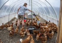 New farmers struggle with land access woman feeding chickens