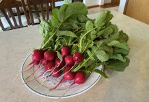 Not sure what to do with fresh, harvested radishes? Pickle them radishes