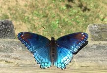 Nature’s symmetry brings calm in chaotic times butterfly