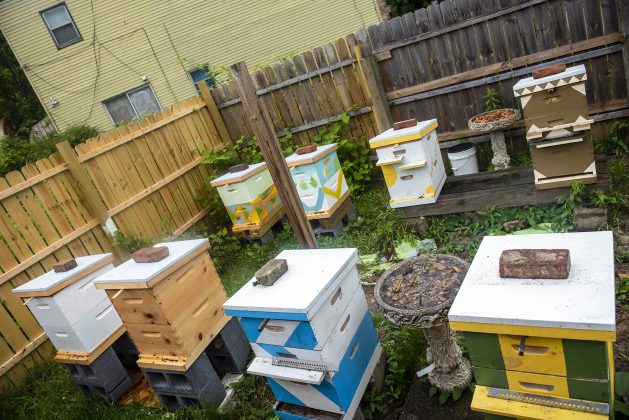 Bees behind a fence at a community farm.