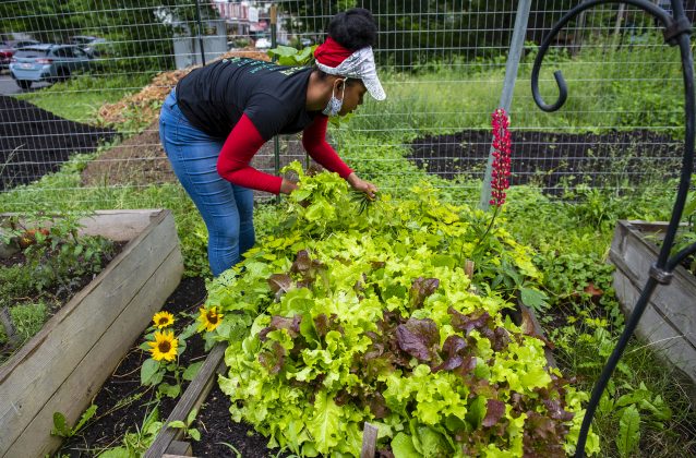 A woman picks lettuce at a community farm.