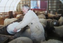 Remembering where we came from woman feeding sheep